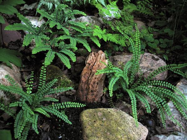 Скальные папоротники в ландшафте. адиантум красивый (Adiantum venustum) и асплениум волосовидный (Asplenium trichomanes)