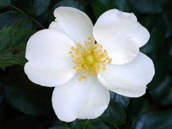 &amp;amp;amp;amp;lsquo;Eskimo&amp;amp;amp;amp;rsquo;