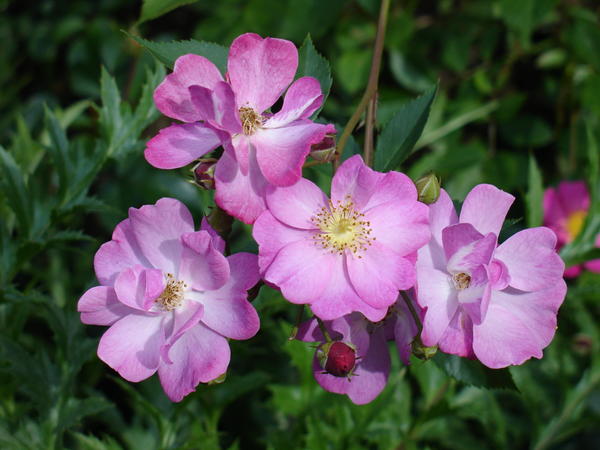 &amp;amp;amp;amp;#39;Lavander Dream&amp;amp;amp;amp;#39;