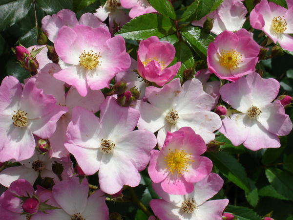 &amp;amp;amp;amp;lsquo;Ballerina&amp;amp;amp;amp;rsquo;