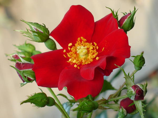 &amp;amp;amp;amp;lsquo;Red Haze&amp;amp;amp;amp;rsquo;
