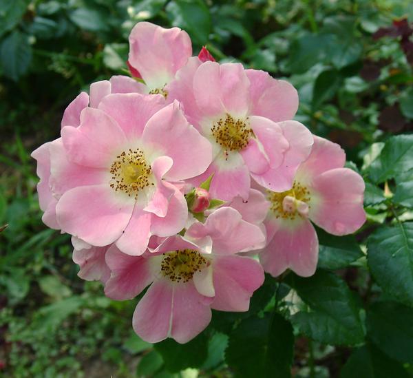 &amp;amp;amp;amp;#39;Pink Bassino&amp;amp;amp;amp;#39;