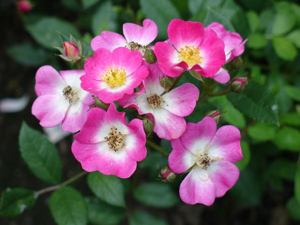 &amp;amp;amp;amp;lsquo;Mozart&amp;amp;amp;amp;rsquo;