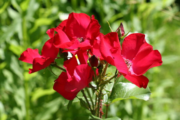 &amp;amp;amp;amp;lsquo;Robusta&amp;amp;amp;amp;rsquo;