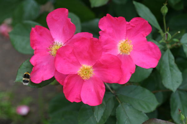 &amp;amp;amp;amp;lsquo;Rose of Picardy&amp;amp;amp;amp;rsquo;