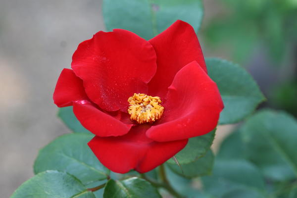 &amp;amp;amp;amp;#39;Altissimo&amp;amp;amp;amp;#39;
