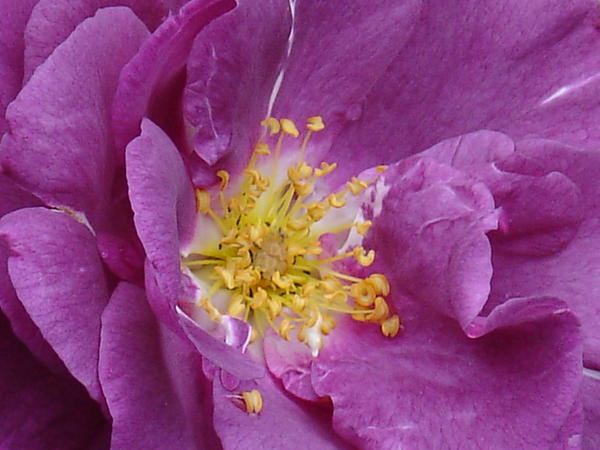 &amp;amp;amp;amp;lsquo;Rhapsody in Blue&amp;amp;amp;amp;rsquo;