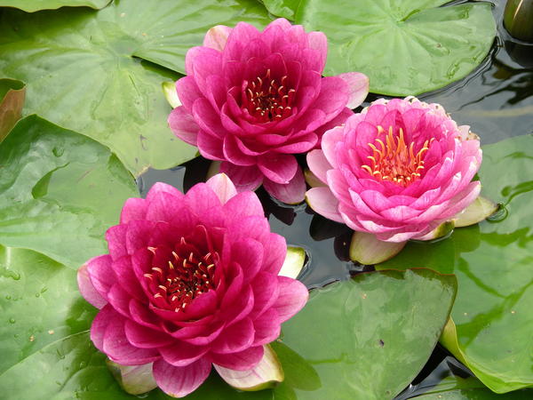 Их называют водяными лилиями и озерными розами
