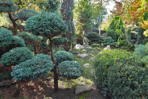 Садовый бонсай, в отличие от канонического, может иметь произвольные размеры. Фото автора