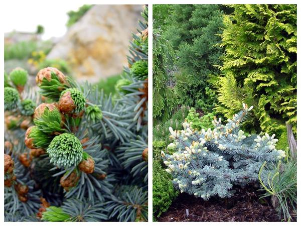 Голубые формы хвойных традиционно популярны. Ель ситхинская (Picea sitchensis) &amp;#39;Silberzwerg&amp;#39; и компактный культивар ели колючей (Picea pungens)