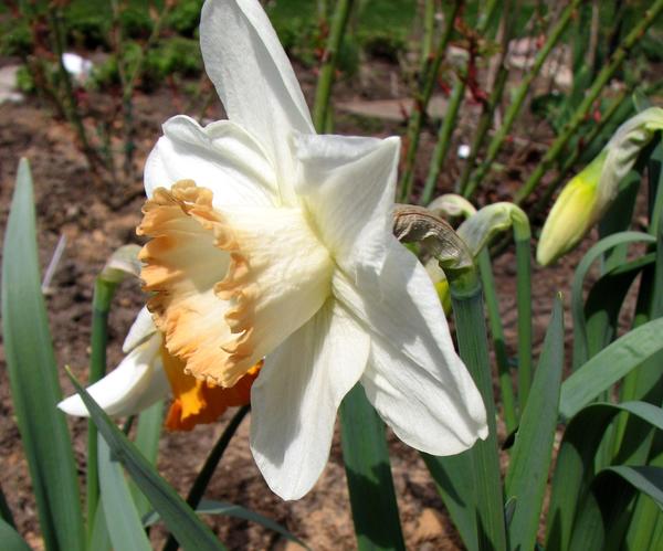 Нарцисс мелкокорончатый &amp;lsquo;Spring Pride&amp;rsquo;