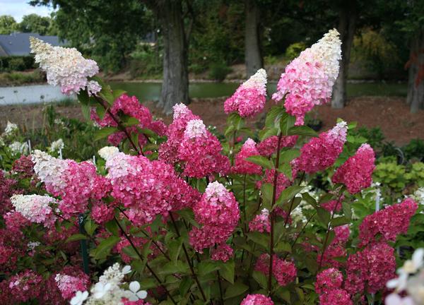Hydrangea paniculata &amp;amp;amp;amp;amp;amp;amp;amp;#39;Fraise Melba&amp;amp;amp;amp;amp;amp;amp;amp;#39;