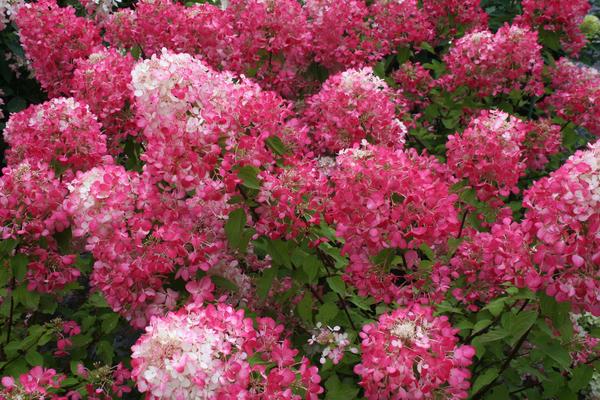 Hydrangea paniculata Diamand Rouge