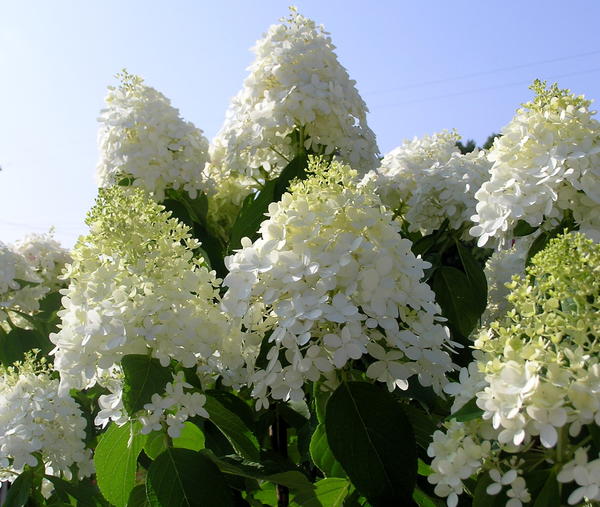 Hydrangea paniculata &amp;amp;amp;amp;amp;amp;amp;amp;#39;Dolly&amp;amp;amp;amp;amp;amp;amp;amp;#39;