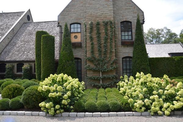 Hydrangea paniculata Little Lime