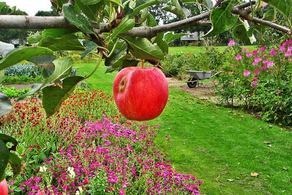 Плодовый сад на даче: за или против? Изображение от Riala на Pixabay