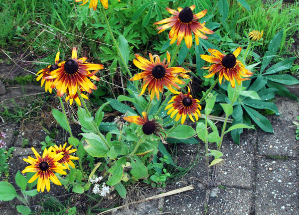 Rudbeckia hirta, фото Маргариты Барбухатти