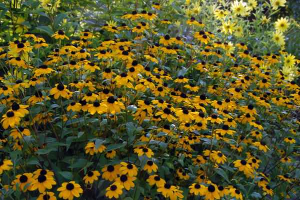 Rudbeckia triloba, фото Маргариты Барбухатти