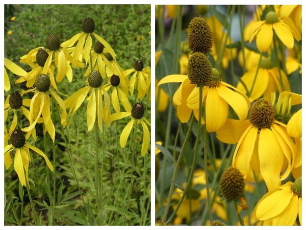 Ratibida pinnata (Rudbeckia pinnata)