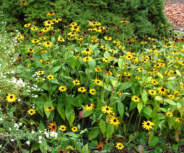 Rudbeckia fulgida var.deamii, фото Маргариты Барбухатти