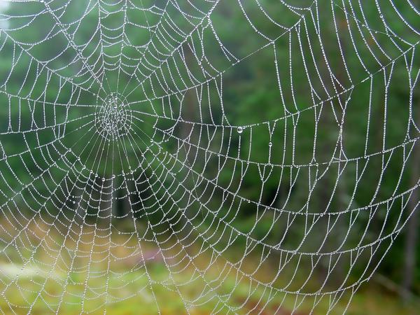 Попробуем разглядеть прогноз погоды в осенней паутинке