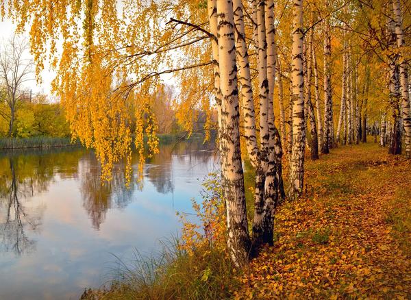 Осеннее золото берез