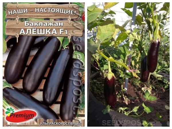 Гибрид &amp;amp;amp;amp;amp;amp;amp;amp;amp;amp;amp;amp;#39;Алешка&amp;amp;amp;amp;amp;amp;amp;amp;amp;amp;amp;amp;#39; F1 от компании "Premium seeds". Фотографии с сайта seedspost.ru, фото справа загружено покупателем