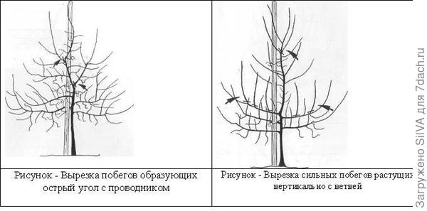 Формирование кроны груши. Фото с сайта http://obrezka-sada.ru
