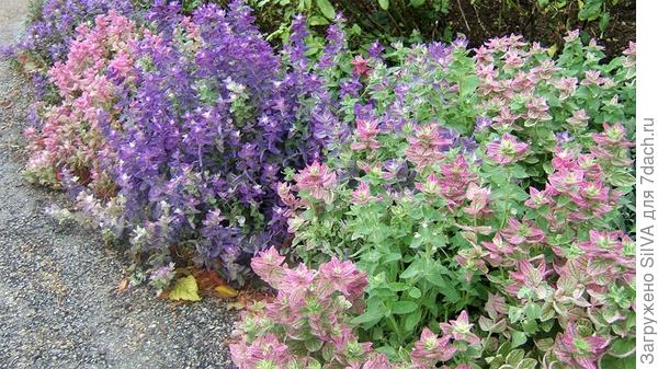 Salvia  viridis