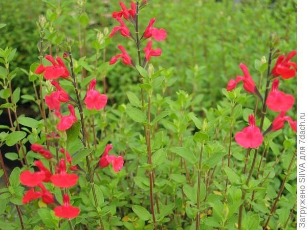 Salvia microphylla