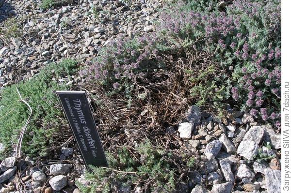 Thymus doerfleri ronn