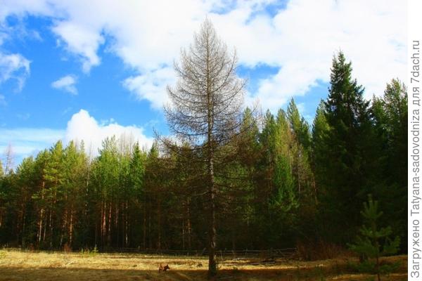 лиственница в природе