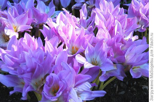 Безвременник киликийский (Colchicum cilicicum) в момент  цветения