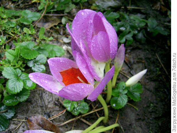Безвременник византийский (Colchicum byzantinum) в  период цветения