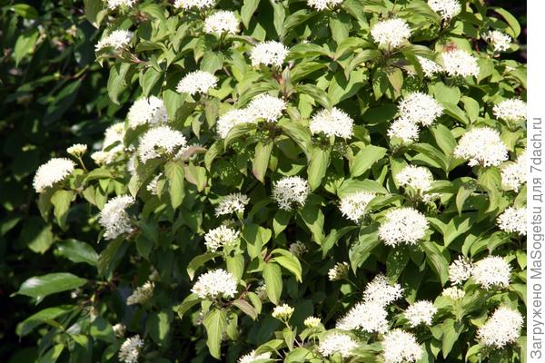 Дерен белый (Cornus alba)