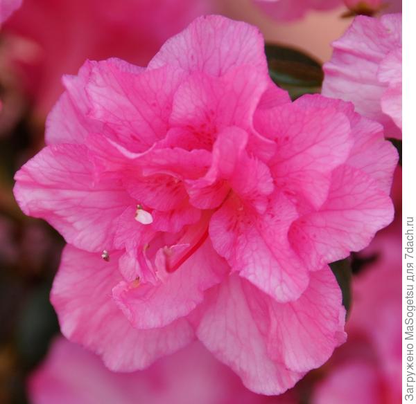 Азалия японская (Azalea japonica) Peticout
