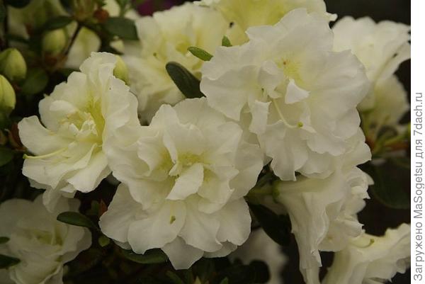 Азалия японская (Azalea japonica)  Schneeperle