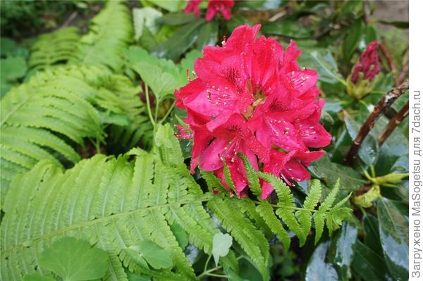 Азалия японская (Azalea japonica) сорт Marushka