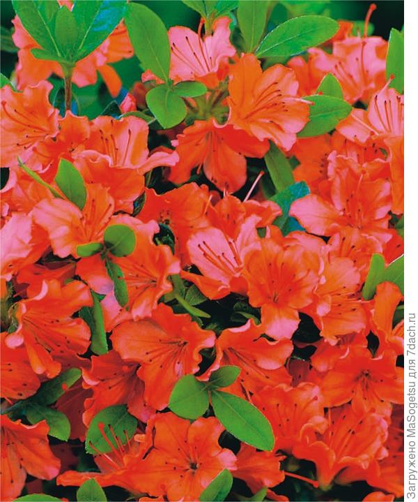 Азалия японская (Azalea japonica)  Geisha Orange