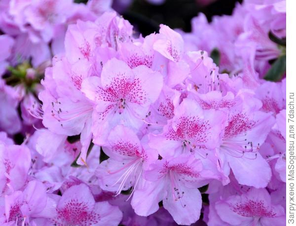 Азалия японская (Azalea japonica) Ledikanense