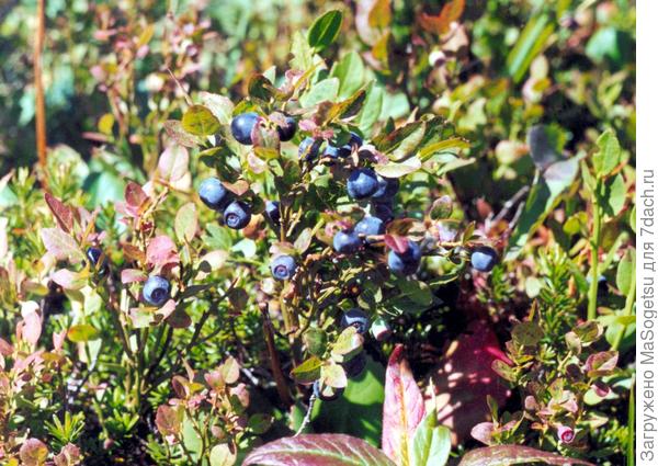 Chernika Kust Foto Kak Vyglyadit Kust Podgotovka Rassady I Vybor Mesta Dlya Posadki Na Dache Usloviya Vyrashivaniya I Uhoda Za Kustovym Derevom A Takzhe Pravila Uhoda Agronovosti Novosti Apk Rossii Agronovosti