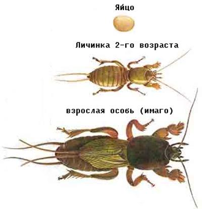 Развитие медведки