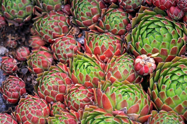 Молодило шароносное (Sempervivum globiferum)