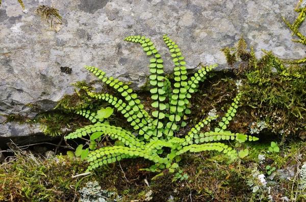 Костенец волосовидный (Asplenium trichomanes)