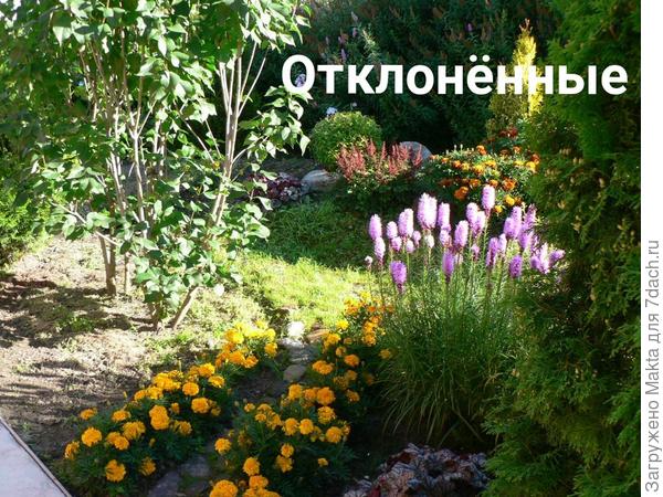 Небольшие по высоте тагетесы отклонённые