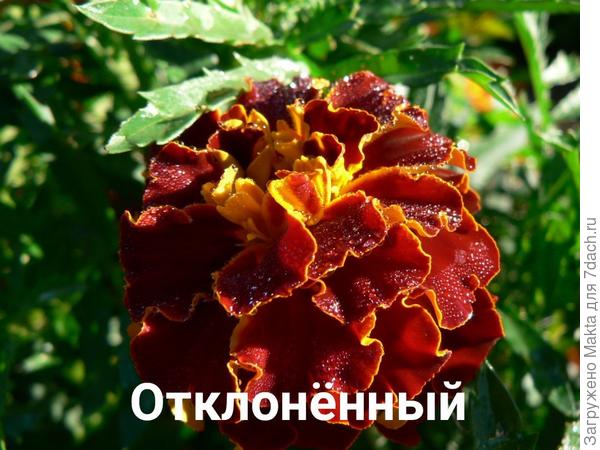 Бархат цветка