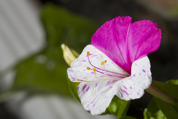 Сорта с разноцветно окрашенными цветками особенно эффектны.
