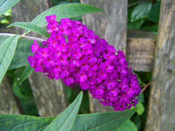 Ароматные соцветия розовой, красной, белой или фиолетовой окраски летом привлекают многочисленных насекомых.