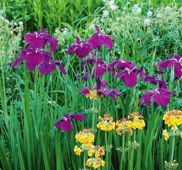 Фиолетовые цветки ириса мечевидного (Iris ensata), или, как его еще называют, японского, эффектно контрастируют с желтыми соцветиями примулы японской.