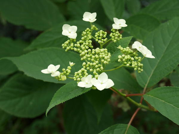 Гортензия Бретшнейдера (Hydrangea bretschneideri). Фото с сайта en.wikipedia.org